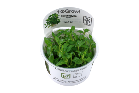 Preview: Staurogyne repens 1-2-Grow! In Vitro tropica